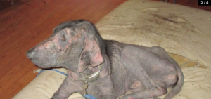 Screen Shot 2016-07-17 at 4.22.30 PM