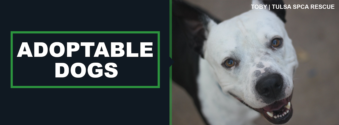 Adoptable Dogs - Tulsa SPCA
