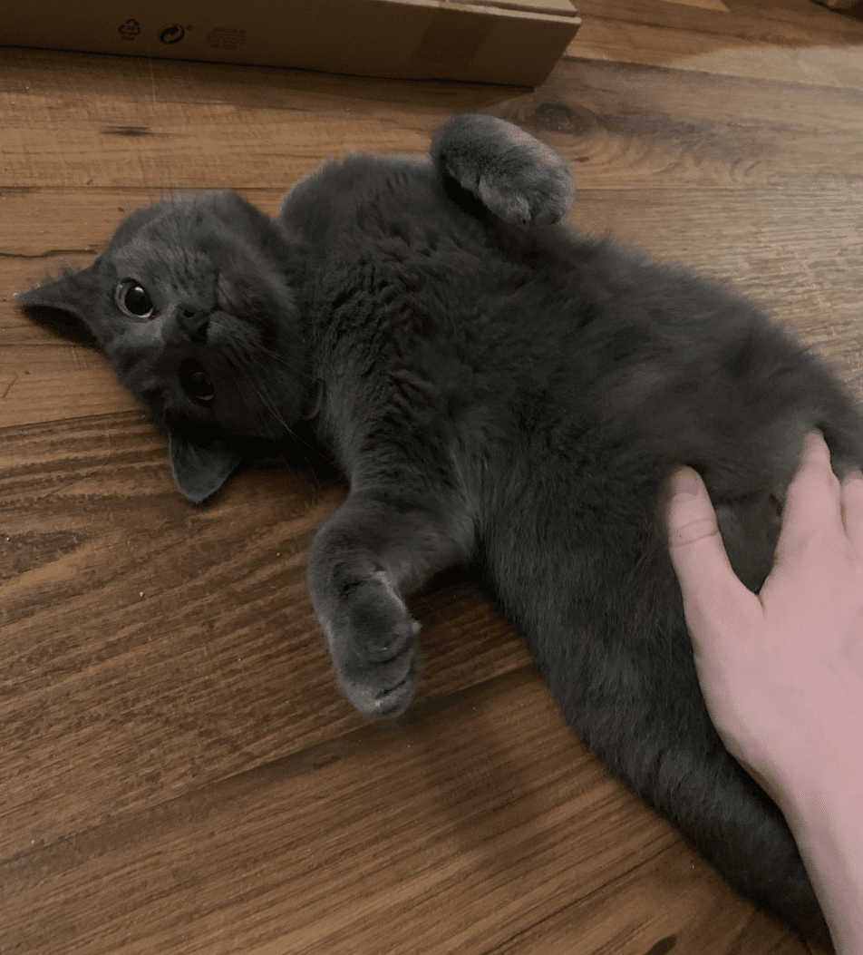Home - Tulsa SPCA