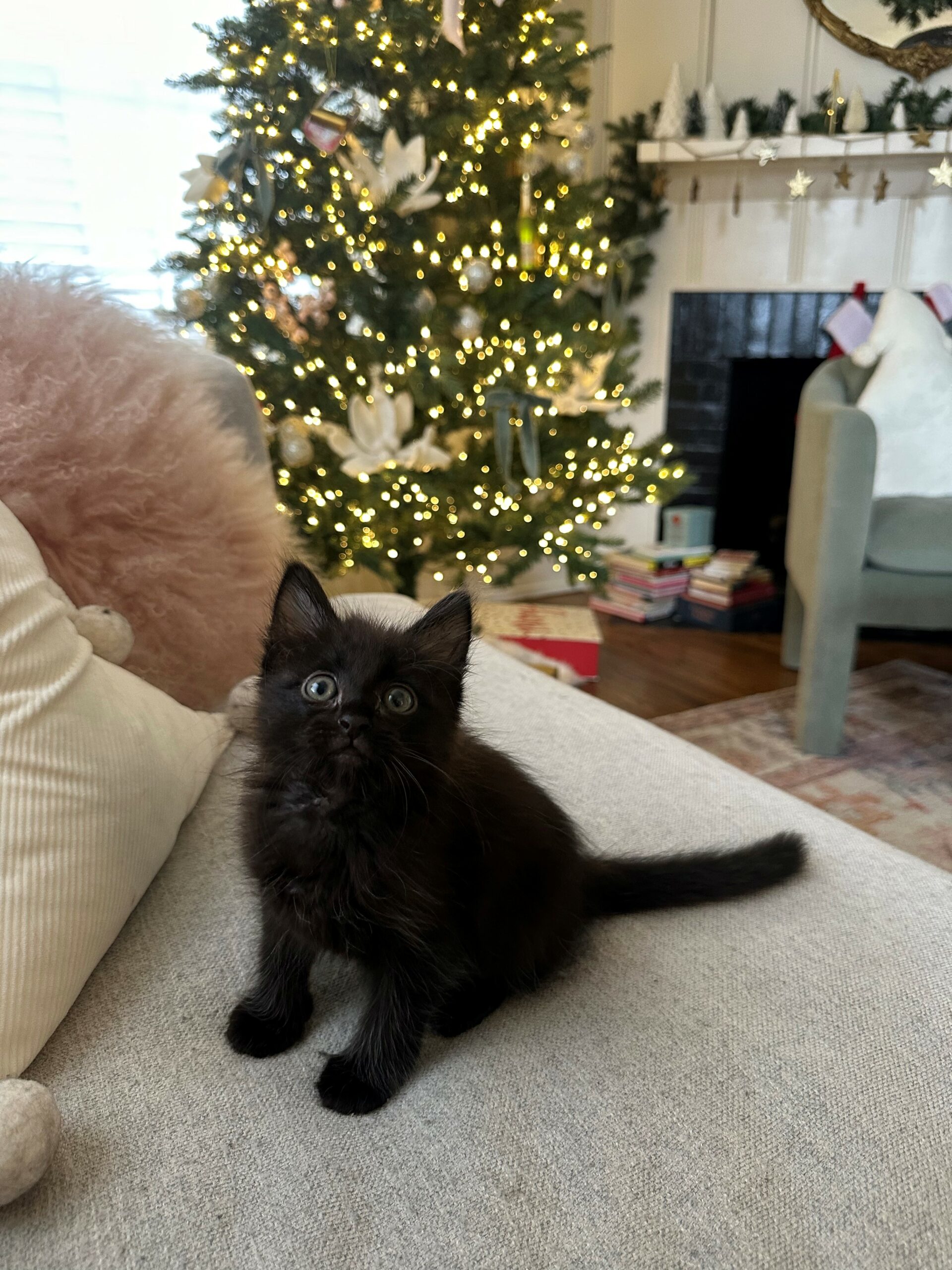 Pinot's Story: from Scaredy Cat to Snuggly Cat - A.R.F.-Animal Rescue  Foundation