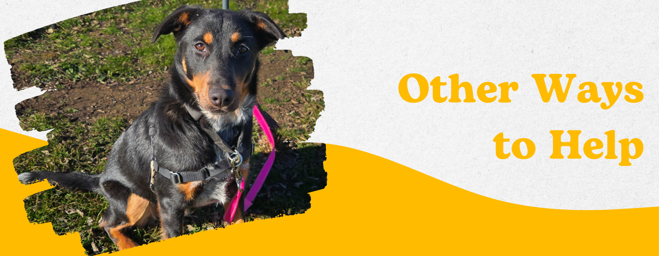 Copy of Become a volunteer header